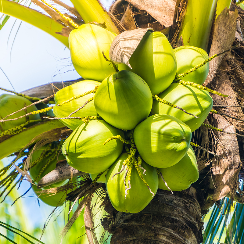 Coconut Trees