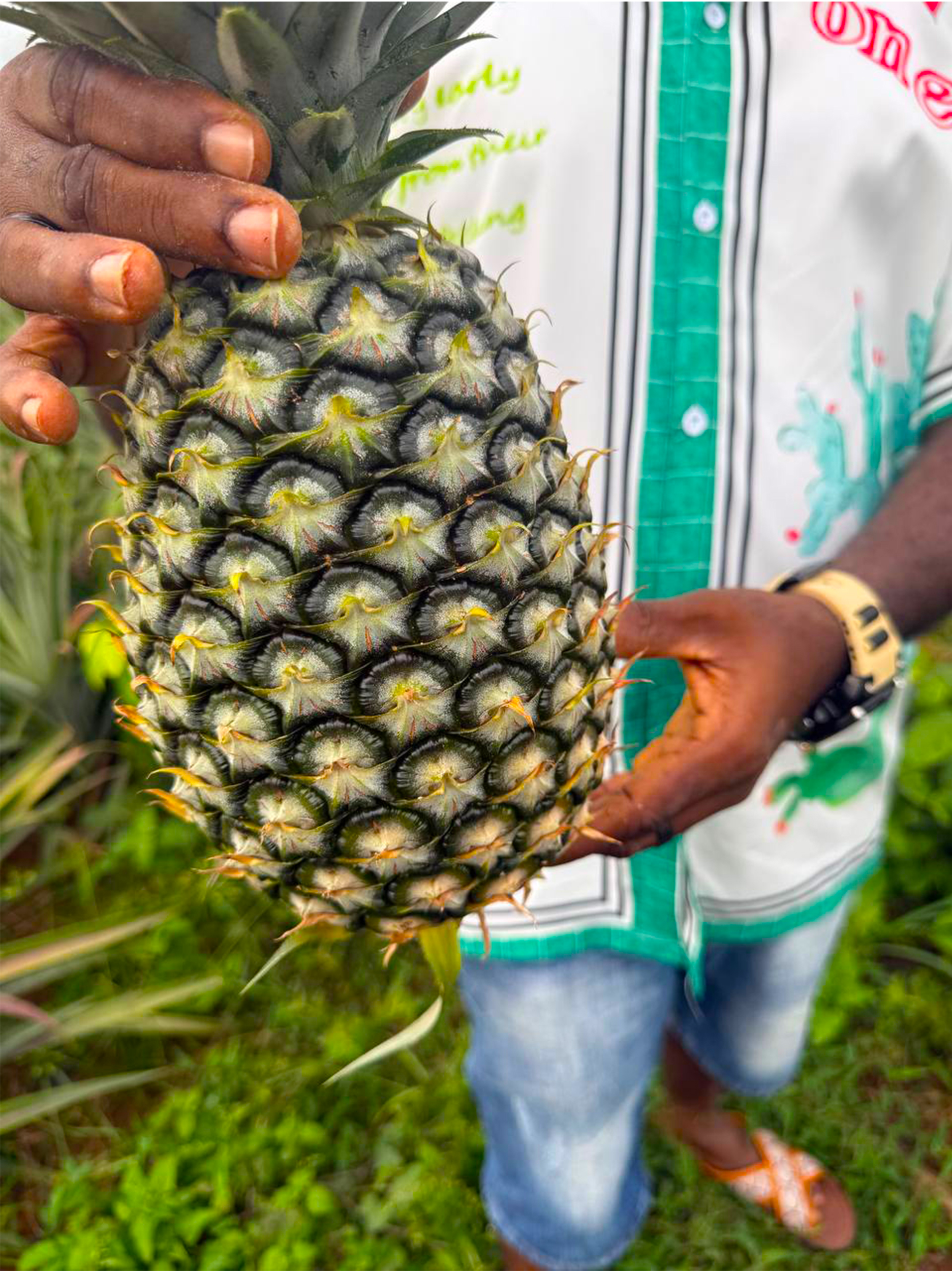 About Beststruct Farms